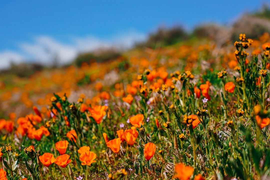 Experience the Super Bloom in Los Angeles Discover Los Angeles
